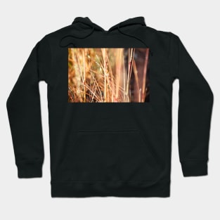 Nature in abstract - dry grass with delicate small blue flower Hoodie